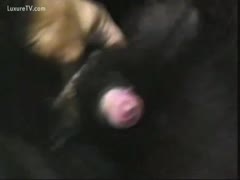 A man squeezing his dog's balls till they get cumsy and hard